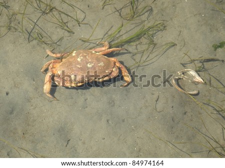 A dungeness crab hunts for food in shallow water at low tide amongst the sea grass. Dungeness crabs are found along the west coast of the USA and Canada in the Pacific Ocean.