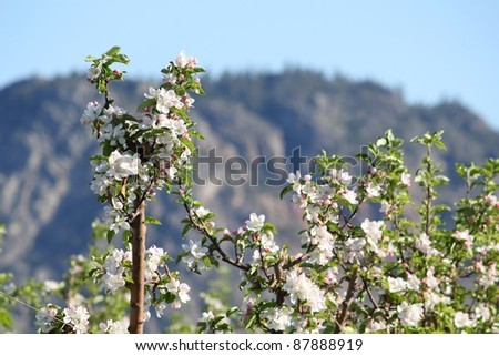 Orchard apple blossoms in spring against a hilly desert background of the Okanagan Valley near Osoyoos. British Columbia, Canada.