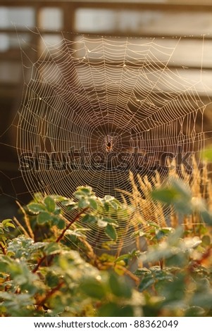 A dew covered web in the morning light with a spider at the center.