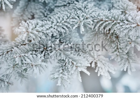 Photo of frozen fir tree background, branches of evergreen tree covered rime, twigs of spruce covered by hoar in the forest, snowy wintertime season, beautiful Christmas greeting card, xmas holiday