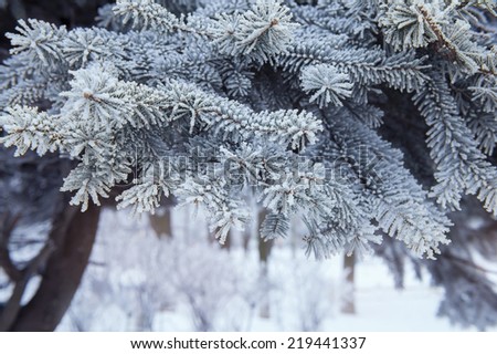Christmas tree background snowy