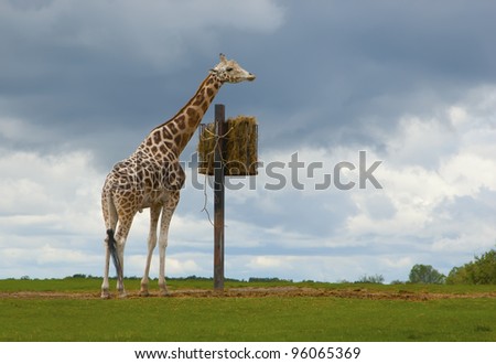Giraffe eating grass before the rainfall Photo of a giraffe that is going to eat grasses (in a feeder) before a heavy rainfall. The photo was taken on a wide opened land.