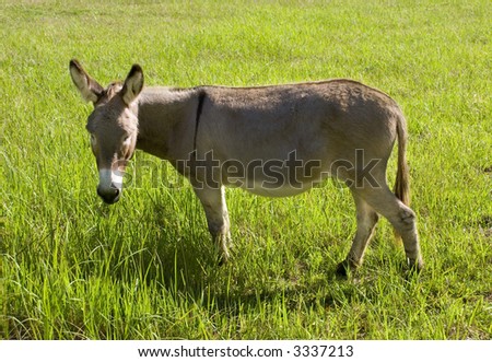 a grey brown donkey or ass grazing on grass in a lush green field