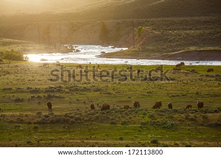 Horde of Bison finding food at sunset, Yellowstone National Park, Wyoming