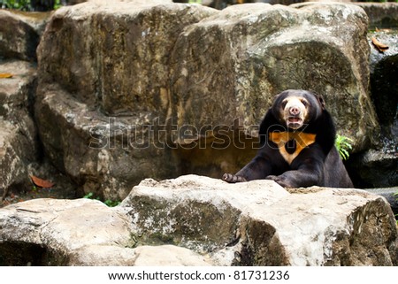 Sun bear (Ursus malayanus) or honey bear