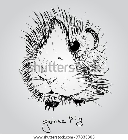 Guinea Pig Sketches