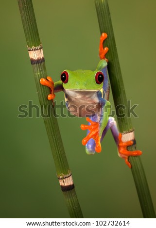Red eyed tree frog (Agalychnis Callidryas) looking funny while hanging between 2 snakegrass
