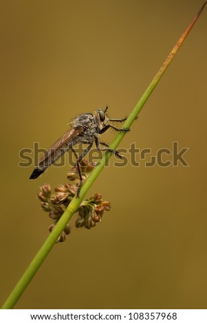 Robber Fly going up