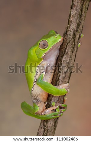 Giant Monkey Tree Frog relaxing in the sun