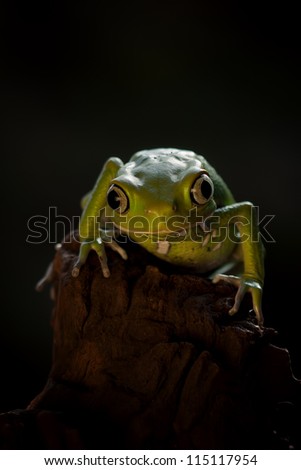 Waxy Monky frog says hello
