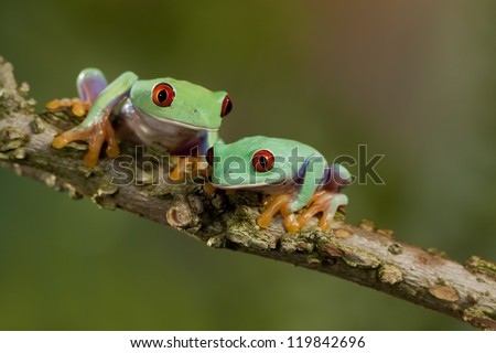 Two Red Eyed Treefrogs hanging out together