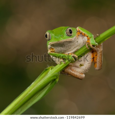 Tiger Leg Monkey Frog looking at the photographer