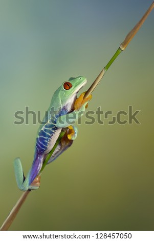 Red Eyed Treefrog going up
