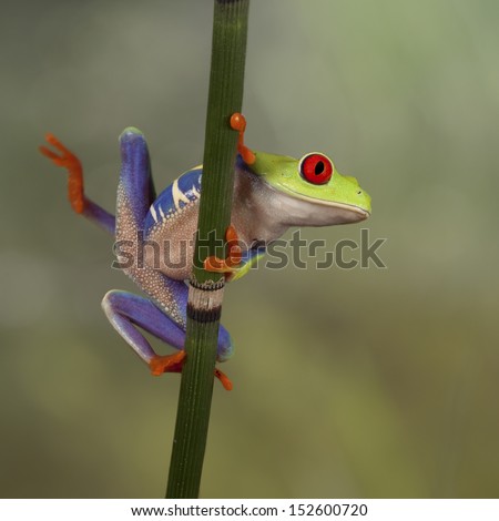 Red Eyed Tree Frog looking around