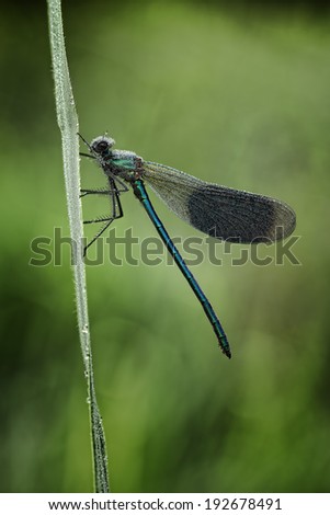 Banded demoiselle carrying a heavy load