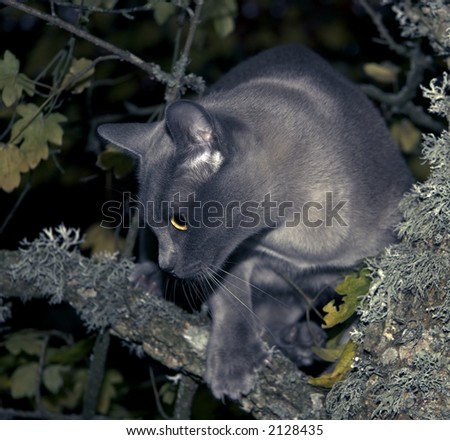 Burmese Blue Kitten