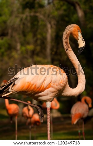 This flamingo stays quiet on one leg