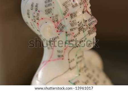 acupuncture dummy\'s head