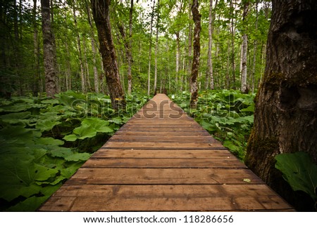 Wooden path in the woods