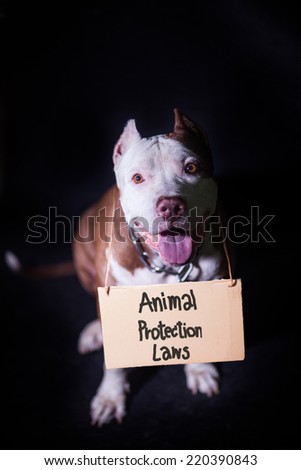 Pitbull dog with Animal protection laws Signs