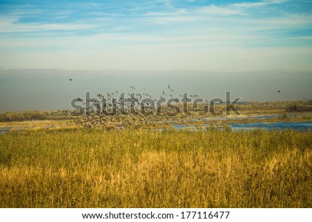 Birds flying up form the lake
