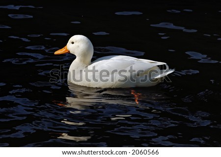 White Peking Duck