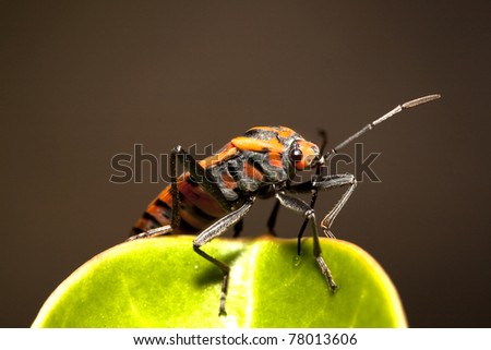 Man-face bug on a leaf