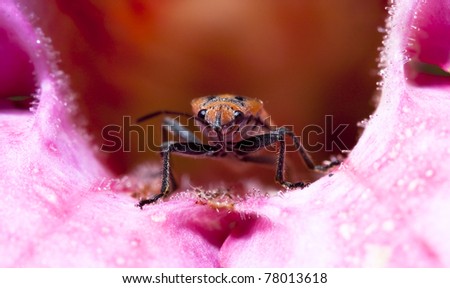 Man-face bug on a flower