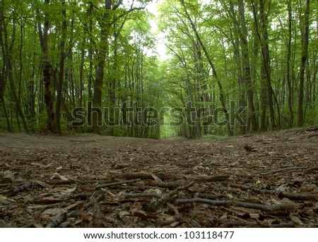 Spring Forest Path deciduous forest