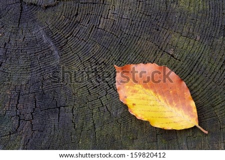 One autumn beech leaves on old stump