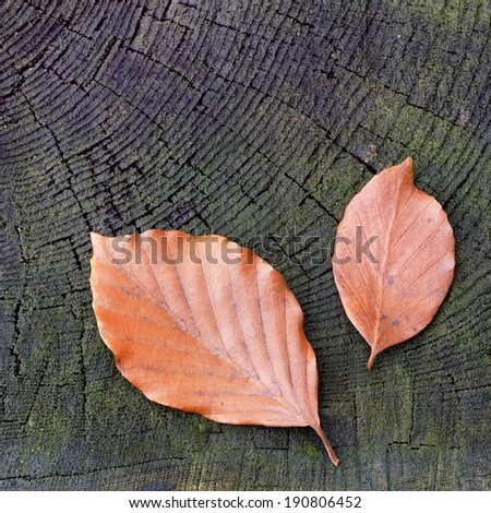 Two autumn beech leaves on old stump