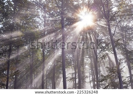 View of Sun rays in misty beech forest