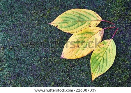View of three leaves in autumn colors