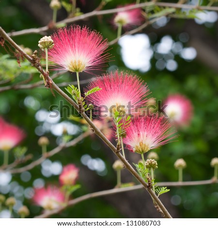 Pink powder puff blooming like dream(Calliandra surinamensis, Family Mimosaceae, common names Pink Powder Puff, Pompon De Marin, Surinam Powder puff, Surinamese Stickpea)