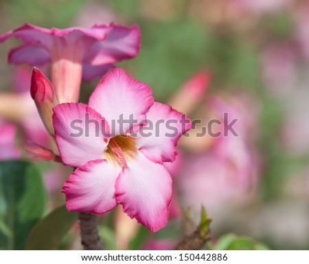 Desert Rose Flowers or  Impala Lily or Mock Azalea