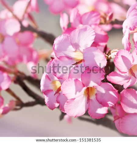 Tropical flower Pink Adenium. Desert rose.