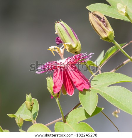 Passion flowers or passion vines (Lady Magaret)