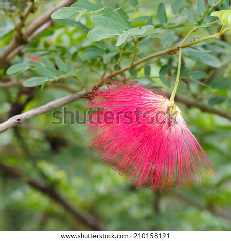 Pink powder puff blooming like dream(Calliandra surinamensis, Family Mimosaceae, common names Pink Powder Puff, Pompon De Marin, Surinam Powder puff, Surinamese Stickpea)