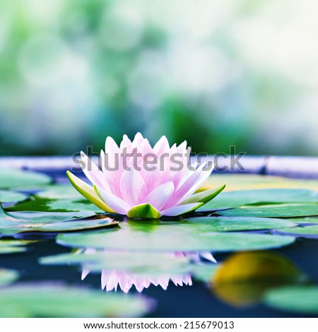 Beautiful Pink Lotus, Pink Water Lily with Reflection in a Pond