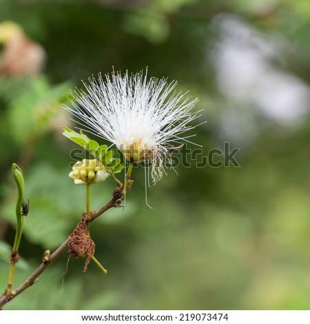 White powder puff blooming like dream(Calliandra surinamensis, Family Mimosaceae, common names Pink Powder Puff, Pompon De Marin, Surinam Powder puff, Surinamese Stickpea)
