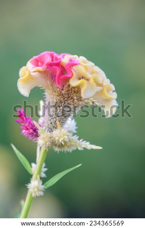 Cockscomb Flowers Chinese Wool Flower Isolated