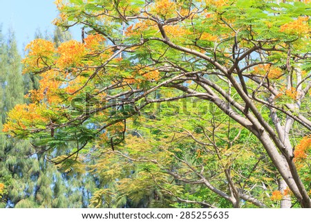 Flame Tree or Royal Poinciana tree in Park