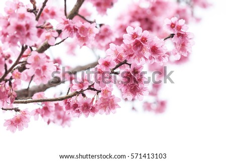 Cherry blossom, sakura flowers isolated on white background\
Cherry blossom, sakura flowers isolated on white background\
Cherry blossom, pink flowers in blooming isolated on white background