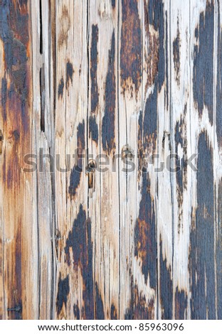 A Pine Tree Naked Old Stem Stock Photo Shutterstock