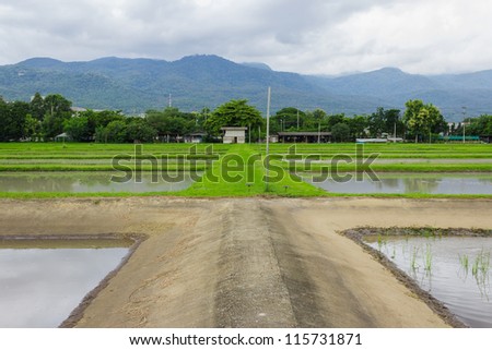 green rice farm, Landscape