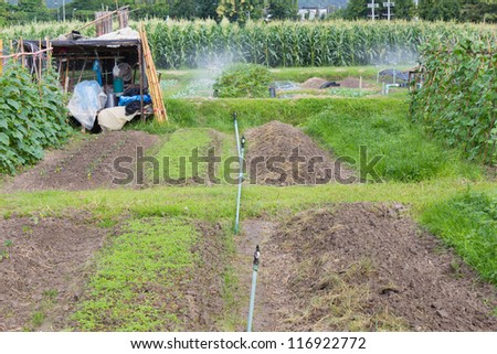 Vegetables grown in Vegetable plot, open springer