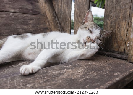 White and Gray cat washing itself in wooden chair.