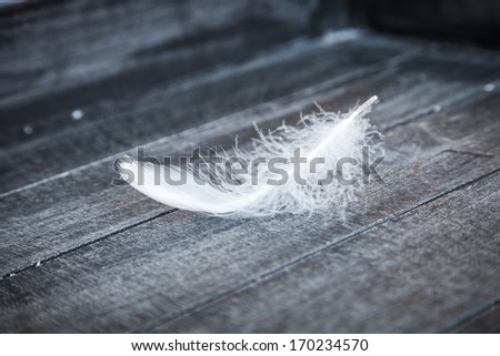 White Down Feather