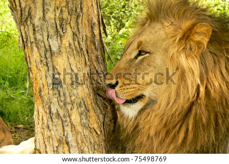 Lion Lips