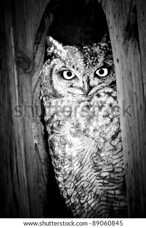 Spotted Eagle Owl in Black and White